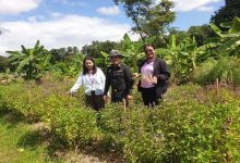 สำนักงานเกษตรจังหวัดน่าน สำรวจโรคและแมลงในแปลงปลูกพืชผักโครงการทหารพันธุ์ดี