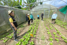 สำนักงานเกษตรจังหวัดน่าน ติดตามการใช้สารชีวภัณฑ์และแมลงศัตรูธรรมชาติทดแทนสารเคมีทางการเกษตร อำเภอสันติสุข