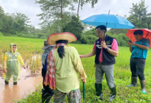 **สำนักงานเกษตรจังหวัดน่าน ติดตามสถานการณ์ศัตรูพืชในแปลงข้าวนาปี อำเภอสันติสุข