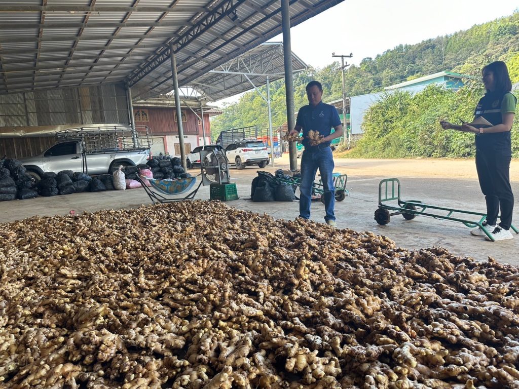 เกษตรอำเภอทุ่งช้าง ลงพื้นที่สำรวจล้งรับซื้อขิงในพื้นที่บ้านมณีพฤกษ์และบ้านปางแก