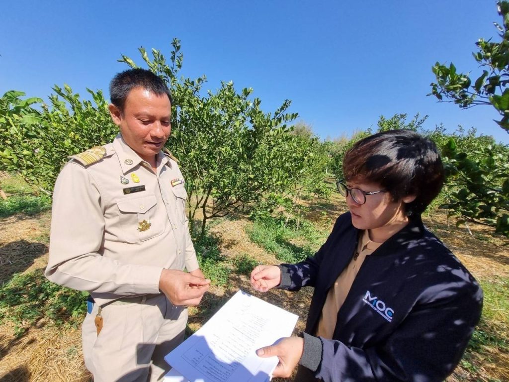 เกษตรอำเภอทุ่งช้าง ร่วมลงพื้นที่ตรวจประเมินและจัดทำข้อมูลขอต่ออายุใช้ตรา GI “ส้มสีทองน่าน”