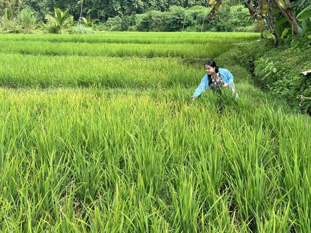สำนักงานเกษตรอำเภอทุ่งช้าง ลงพื้นที่สำรวจการระบาดศัตรูพืชในนาข้าวหลังน้ำท่วม