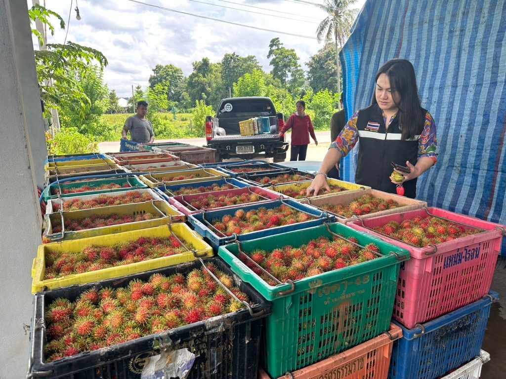 สำนักงานเกษตรอำเภอทุ่งช้าง ลงพื้นที่ติดตามสถานการณ์การผลิตเงาะทุ่งช้าง