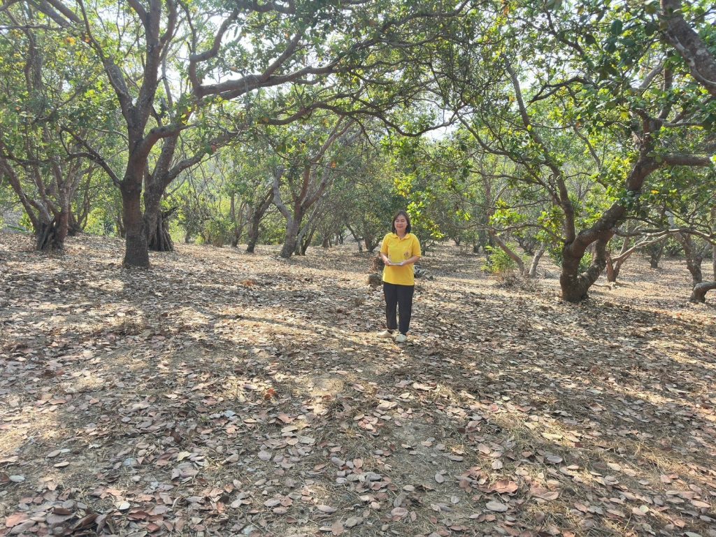 สำนักงานเกษตรอำเภอทุ่งช้าง ลงพื้นที่สำรวจแปลงมะม่วงหิมพานต์สำหรับจัดทำแปลงเรียนรู้